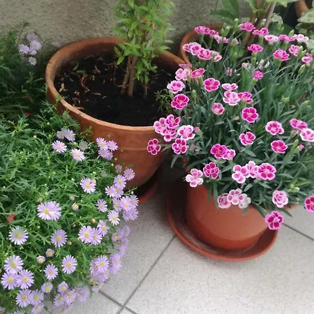 Vivienda Caseiro アパート